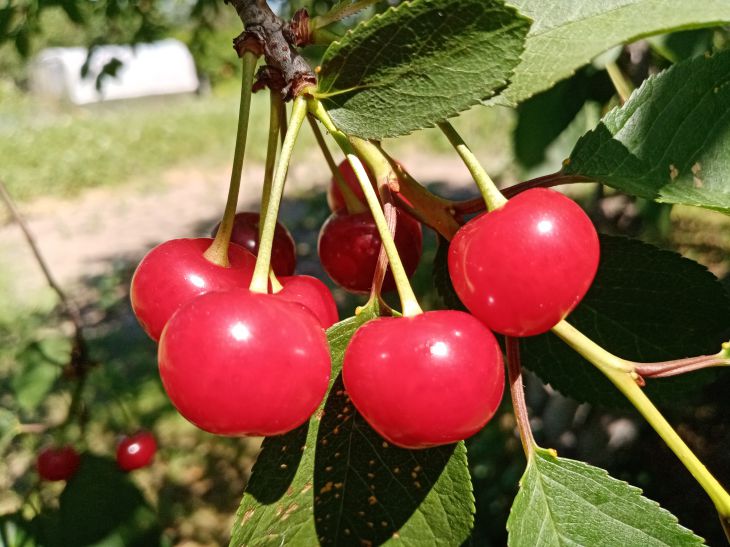 Как растет вишня фото