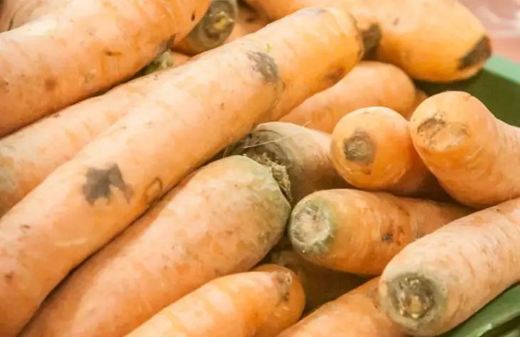 Как вырастить крупную, красивую и сочную морковь: копеечный способ собрать хороший урожай