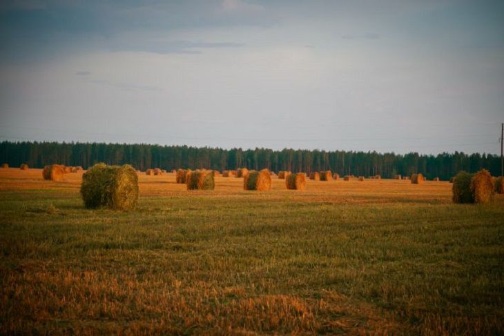 Поле общество