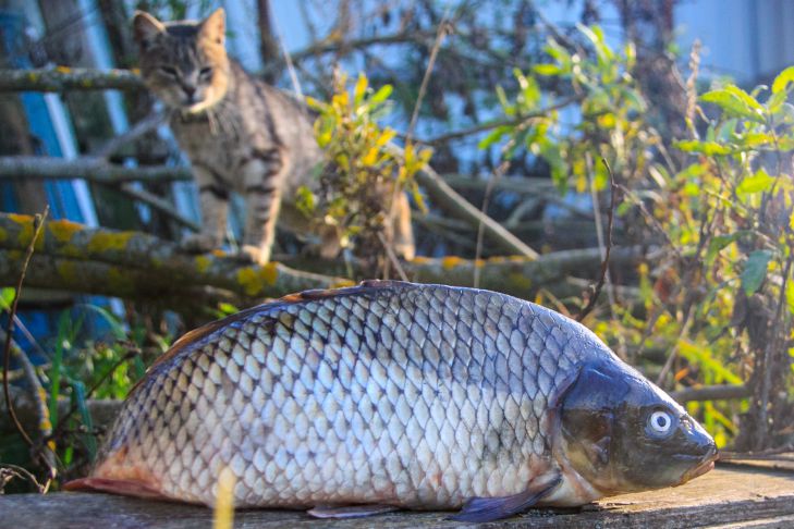 Зачем опытные дачники закапывают рыбу в огороде: 3 причины