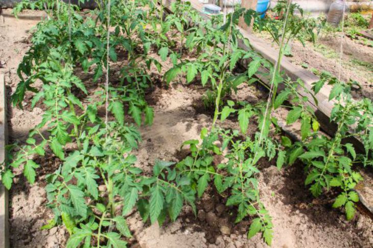 Что высадить рядом с томатами, чтобы предотвратить фитофтороз: об этом не знают многие огородники