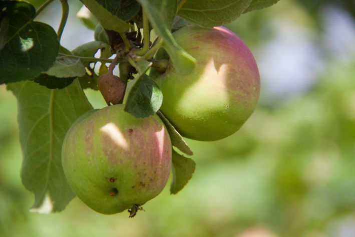 Почему на яблоках появляются черные пятна: садоводы назвали 3 основные причины