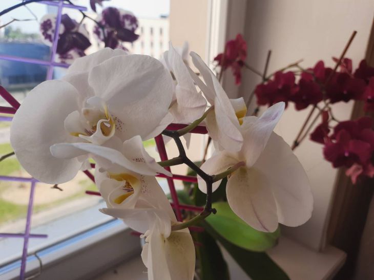 Вялые и морщинистые листья орхидеи: как спасти цветок