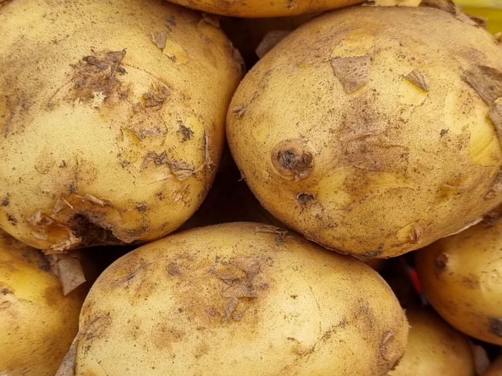 Картофель: как получить богатый урожай?