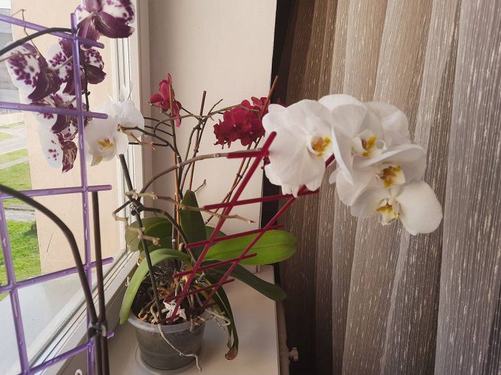 Как ухаживать за домашней орхидеей