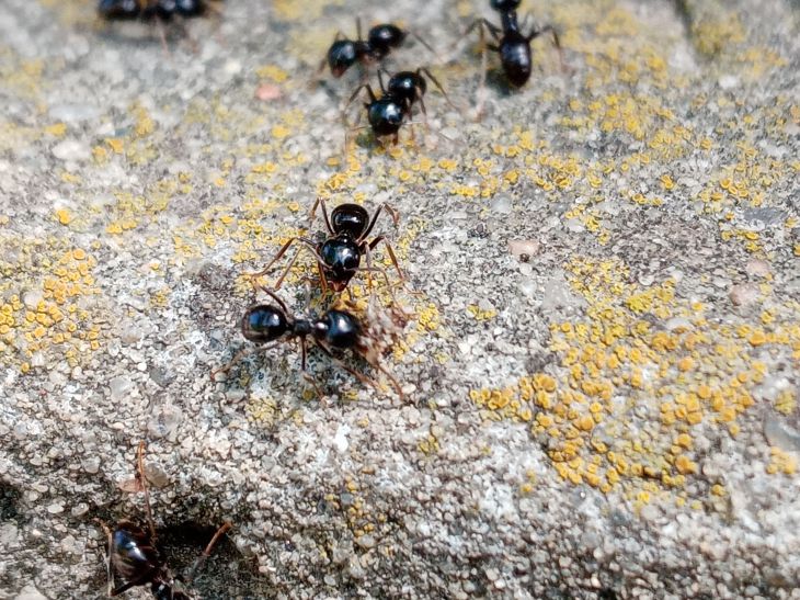 Как избавиться от муравьев в саду и огороде: 3 самых безопасных, но очень действенных способа 