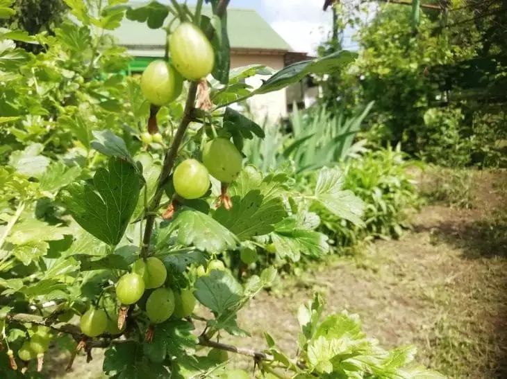 Парша на крыжовнике фото