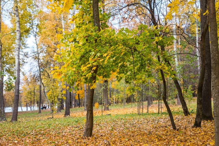 Парк, деревья