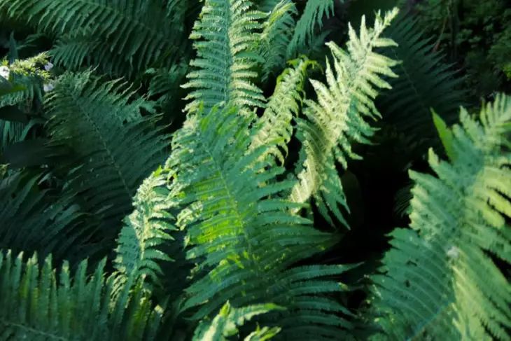 Папоротники Ferns