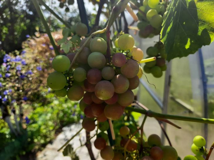 Правила, которые следует соблюдать при осенней посадке винограда: саженец точно приживется