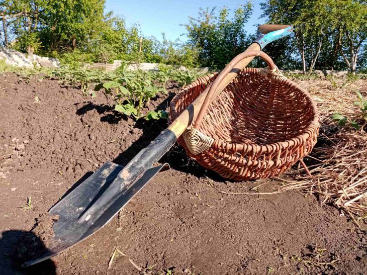 Особенности посадки картофеля в гребни: какой способ самый эффективный