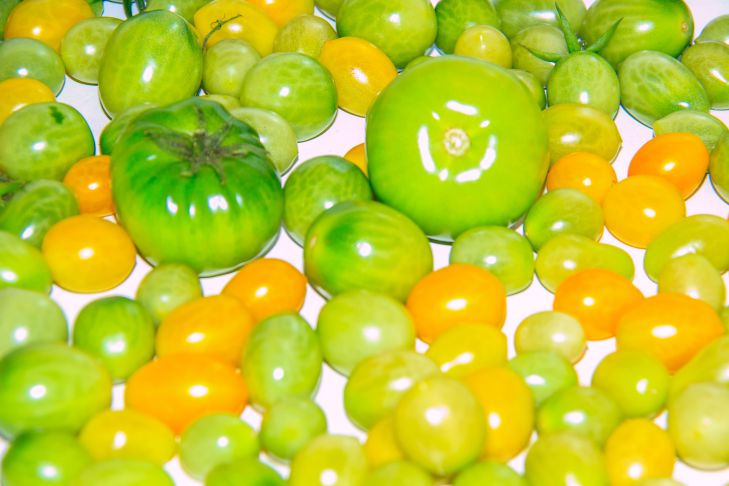 Чем вызвана популярность желтых томатов: секреты, как правильно ухаживать за этими сортами