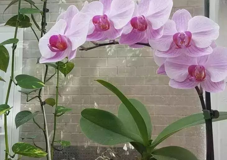 Детки орхидей