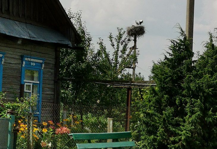 Какие деревья нельзя сажать возле дома. Народные приметы