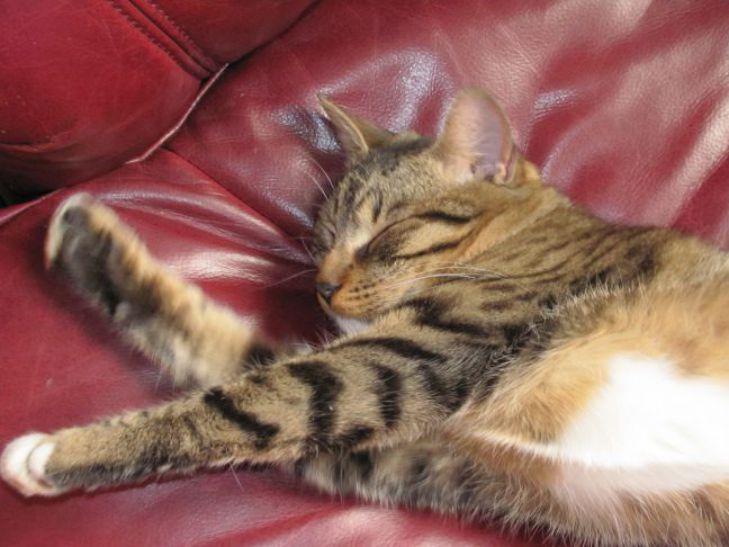 Кошачий «массаж». Почему коты любят топтать лапками? | Животные | бородино-молодежка.рф