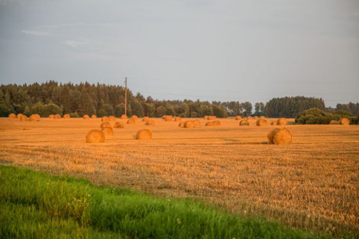 Поле 