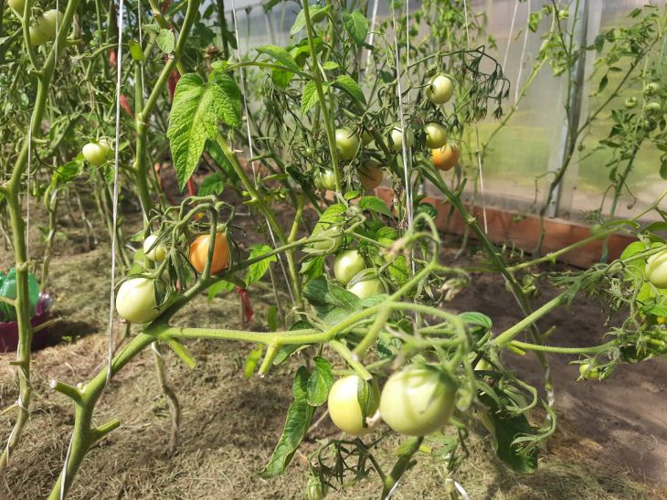 3 варианта подкормки для томатов на основе золы: то, что доктор прописал