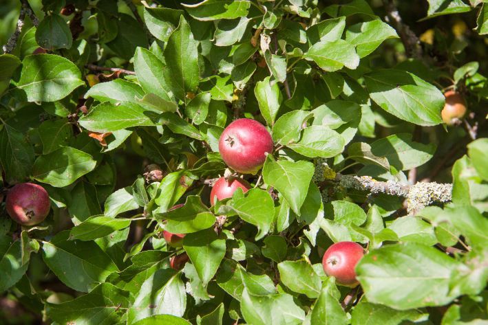 Почему опадают яблоки и как сохранить урожай: 5 советов начинающим садоводам
