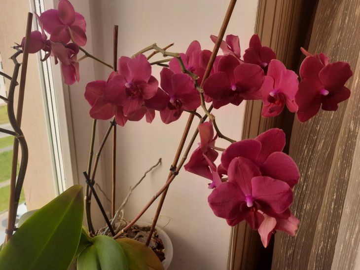 Что следует сделать, чтобы орхидея начала выпускать новые стрелки и красиво цвести. Действенный метод