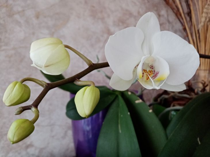 Почему в горшке с орхидеей появился зеленый мох: вот какое правило было нарушено