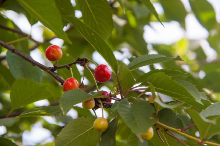 Сбор урожая вишни: как собрать просто и эффективно, приспособления