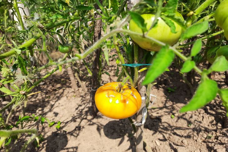 Урожай помидоров побьет все рекорды: вот чем опытные огородники подкармливают овощ