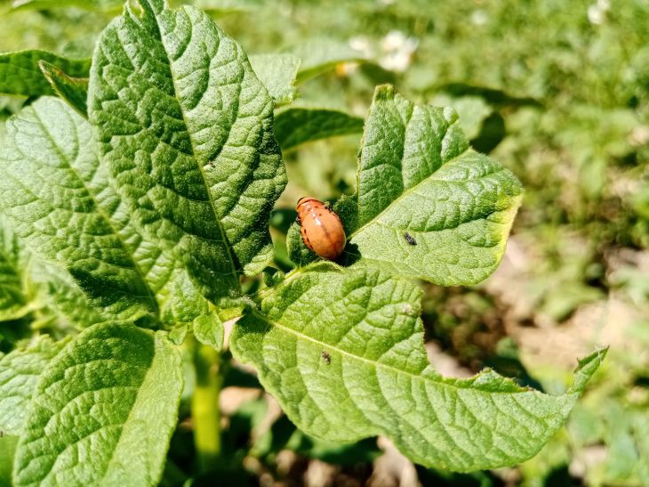 Колорадский жук – как спасти картошку и др. пасленовые: препараты и народные средства
