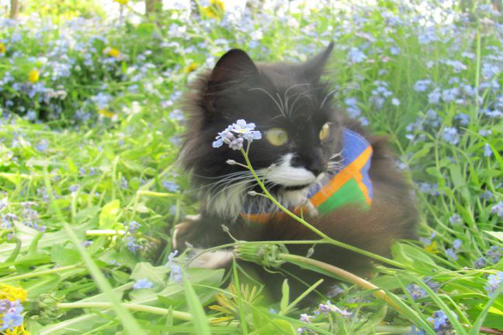 Как отвадить кошку от рассады: сразу два способа защитить сеянцы