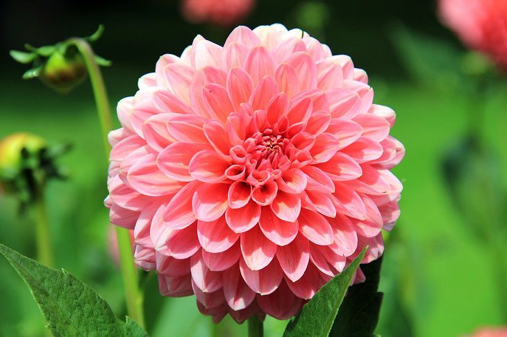 Из одного клубня этого яркого цветка можно вырастить целую клумбу: не нужно покупать саженцы