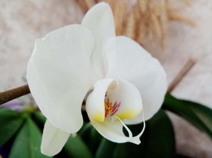 Как восстановить орхидею, если ее поразил вредитель или болезнь
