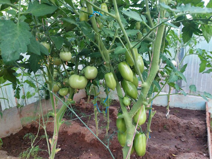 Как пасынковать помидоры, чтобы они дали хороший урожай (видео)