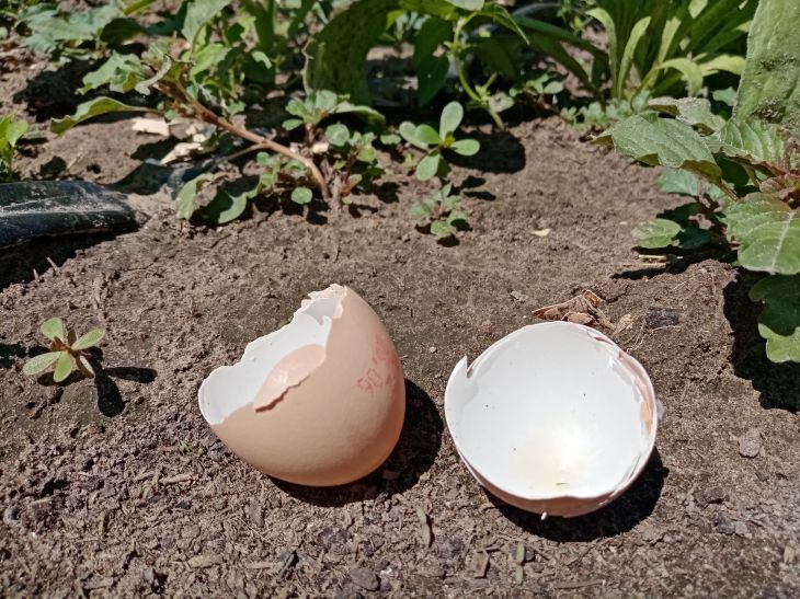 Как использовать яичную скорлупу в огороде: дачные хитрости 