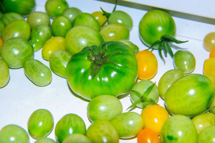 Нет огорода – не беда: как вырастить вкусные помидоры на подоконнике