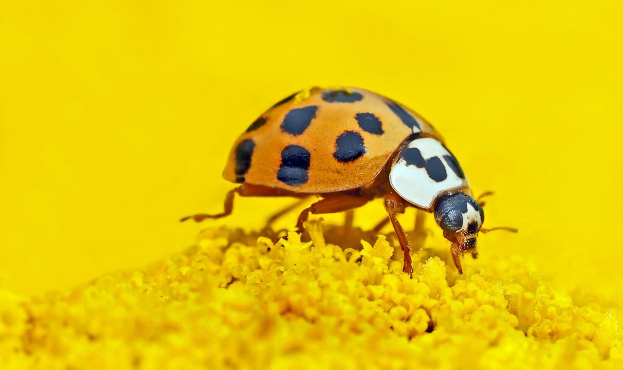 asian ladybaf beetle