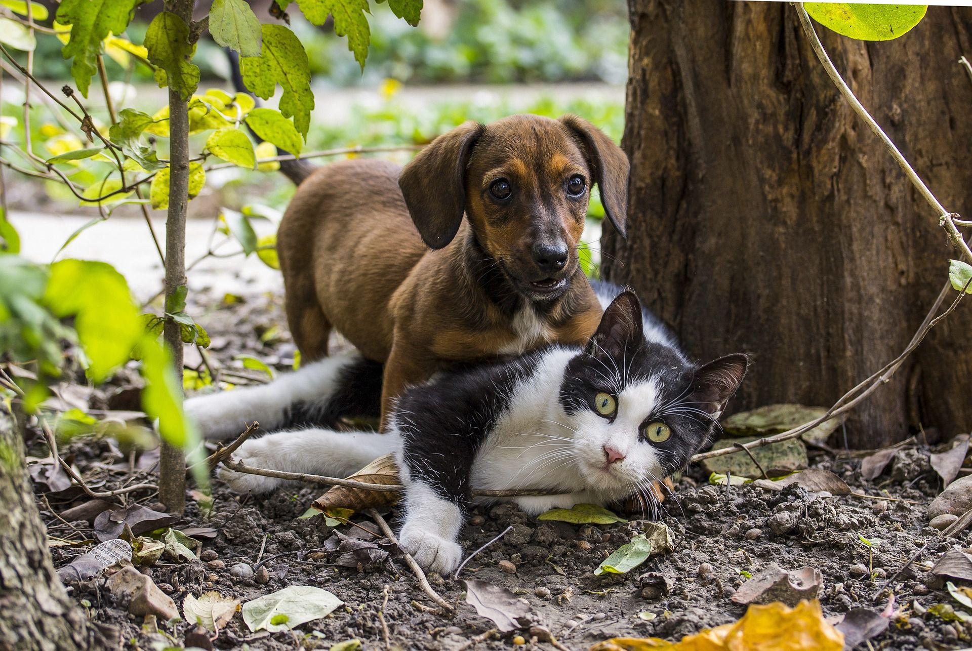 dog and cat