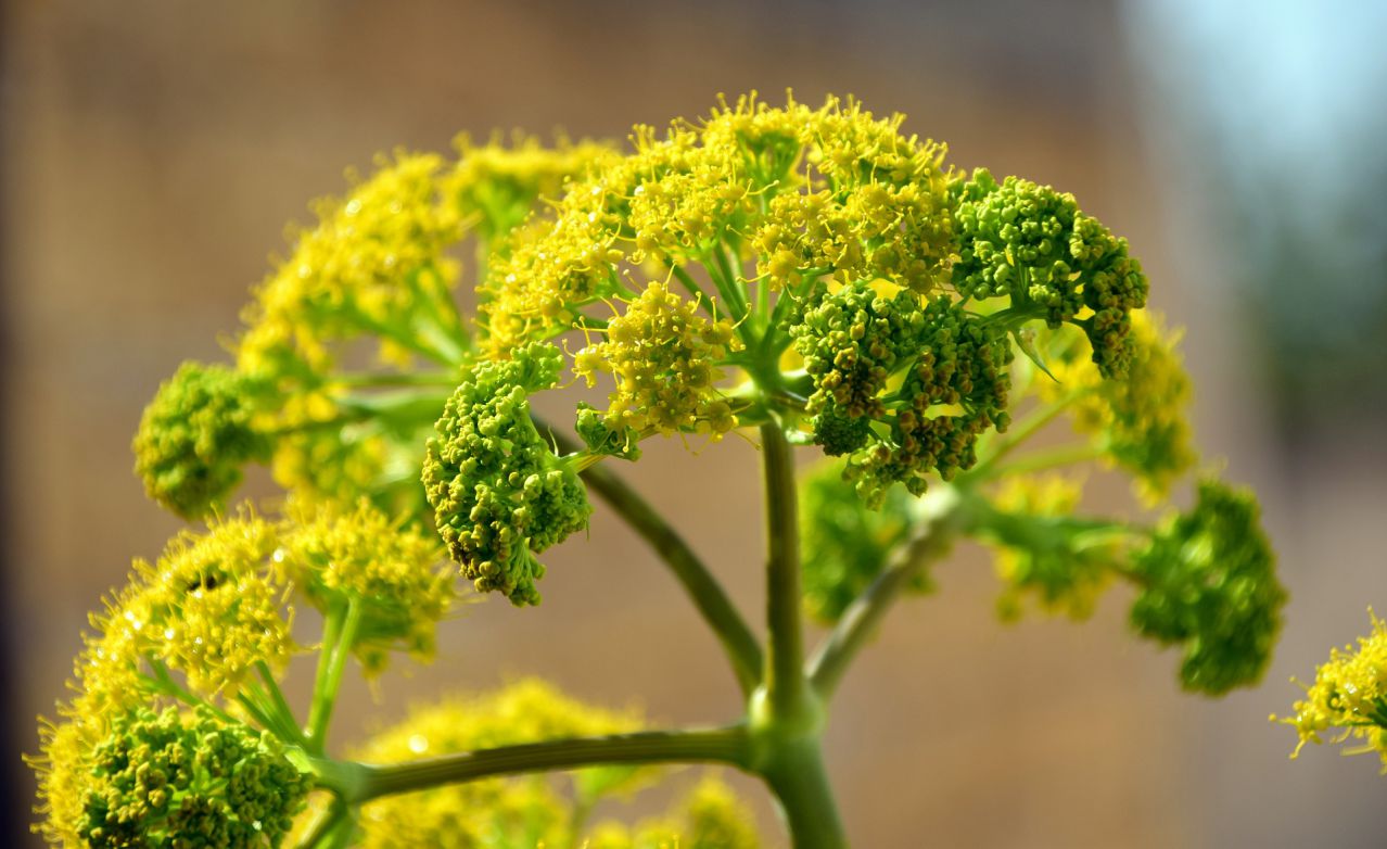 fennel