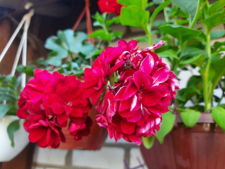Можно ли держать дома цветы герани: толкование приметы