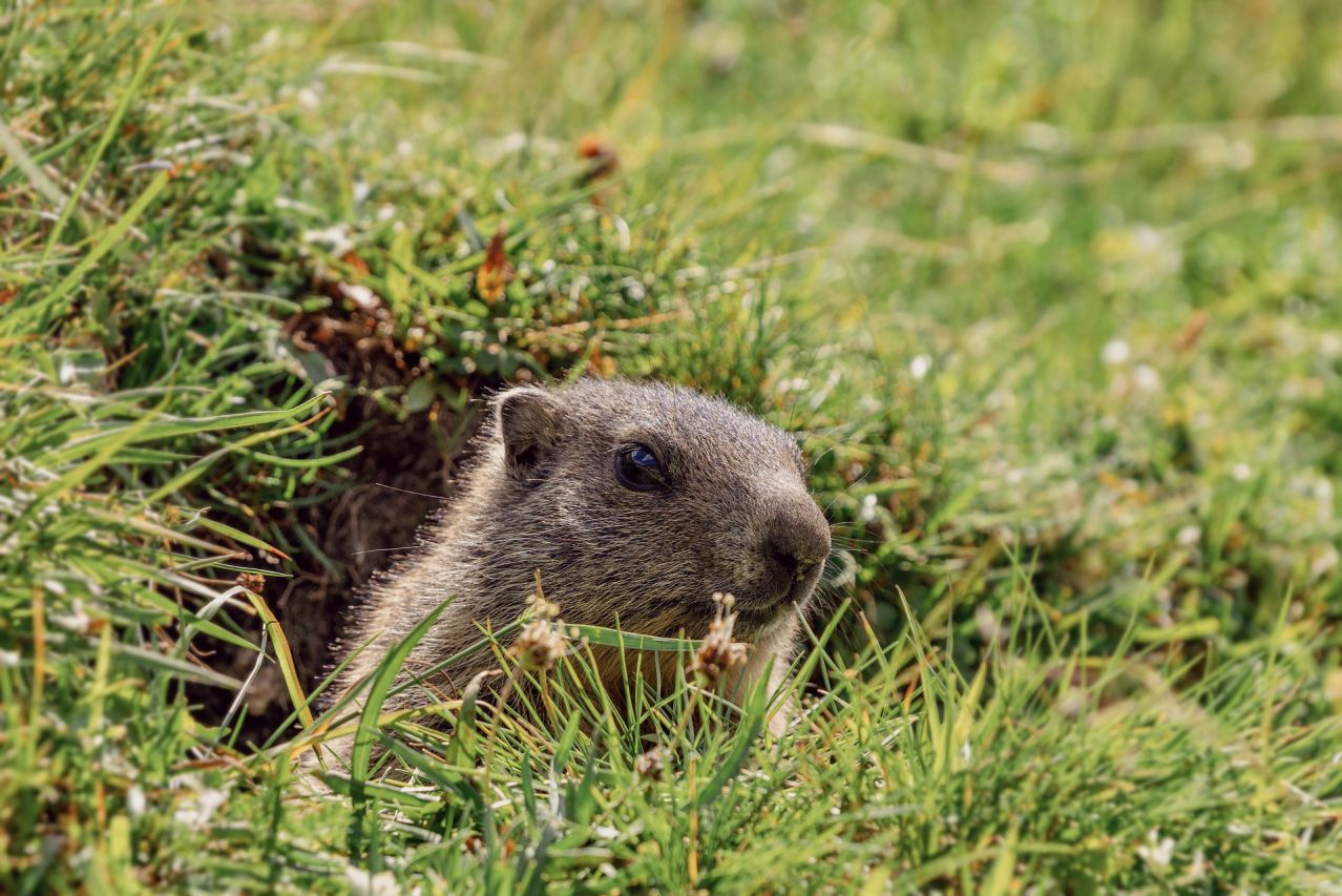 marmot