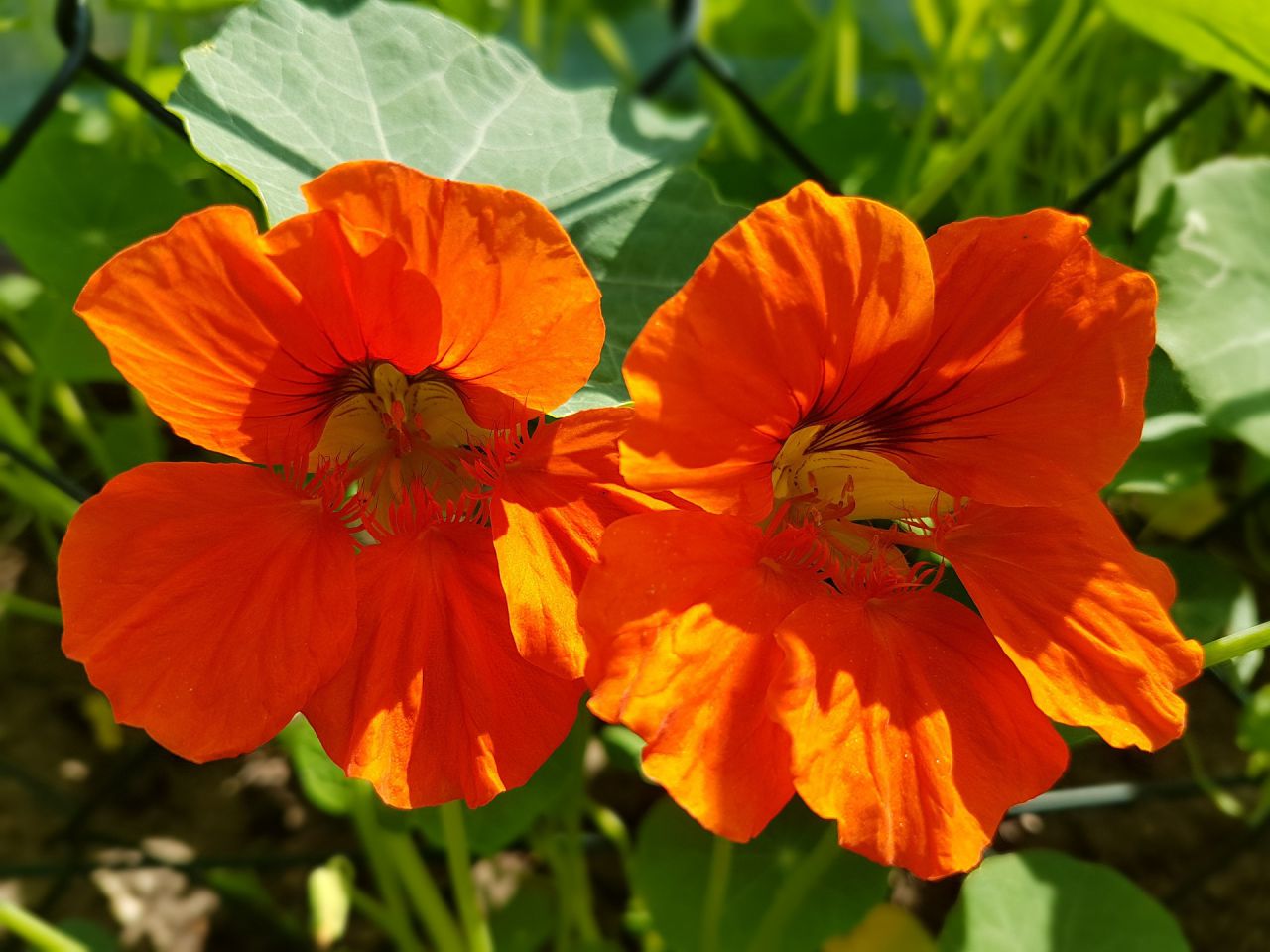  nasturtium