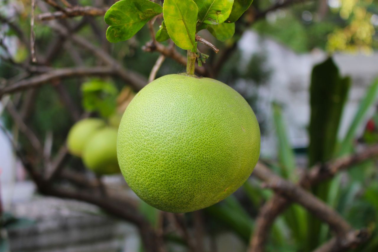 pomelo