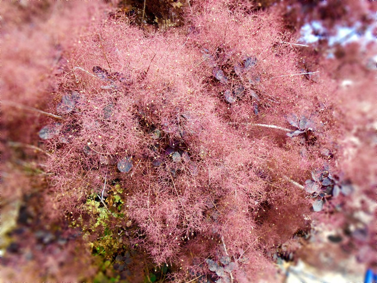 smoke bush