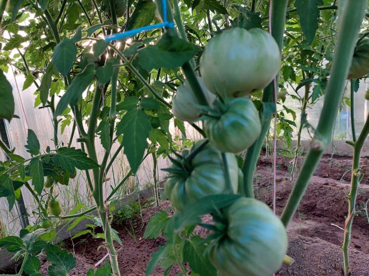 “Secret Tricks for Impressive Tomato Harvest: Bush Formation for Greenhouse and Open Ground”