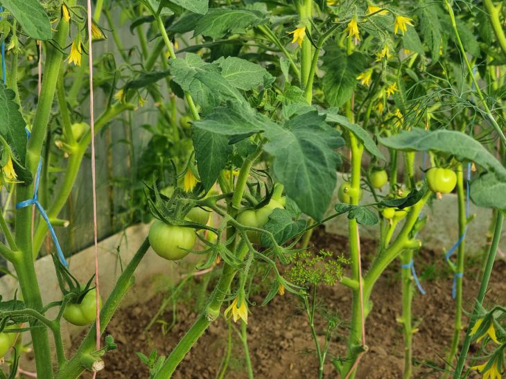 Условия, необходимые для завязывания томатов