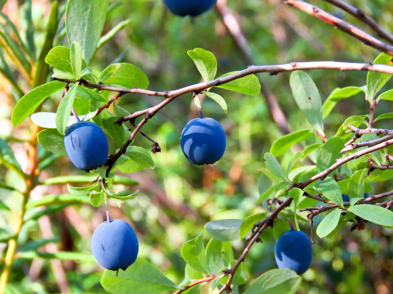 berries