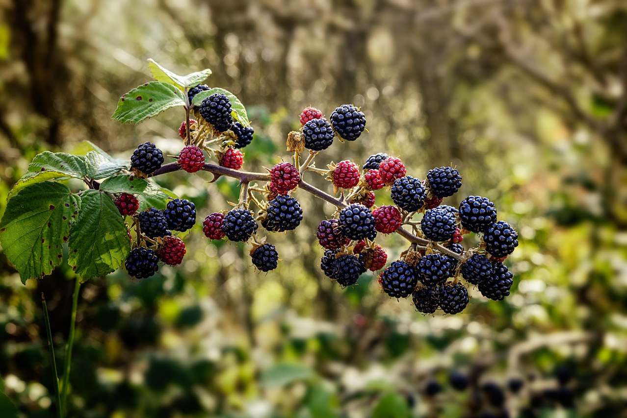 berries