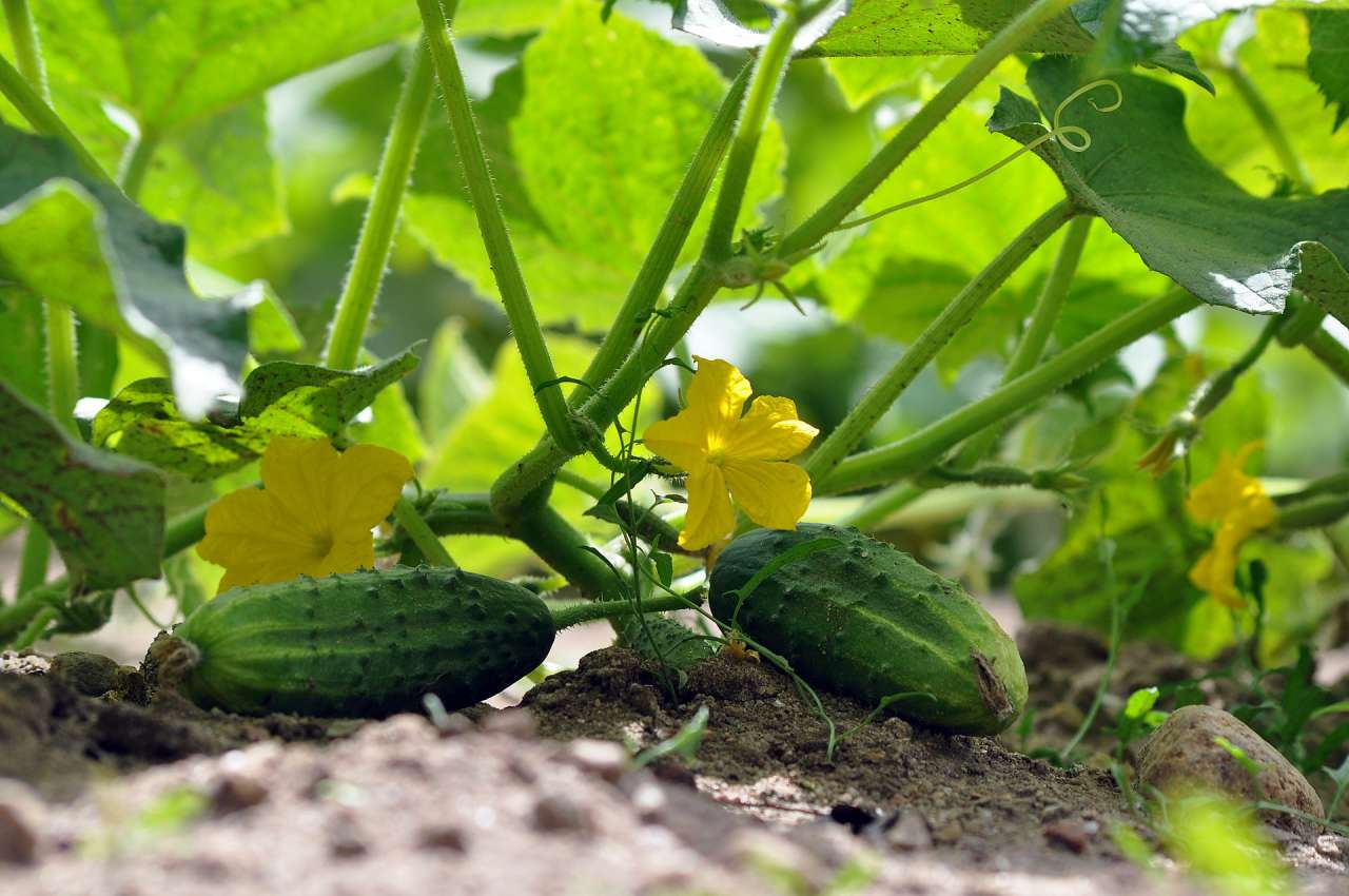 cucumbers