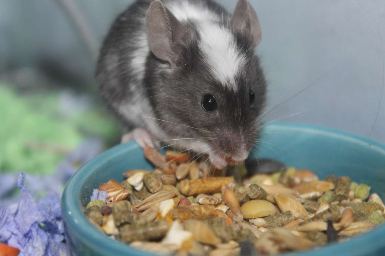 rat