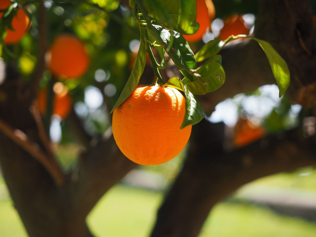 orange tree