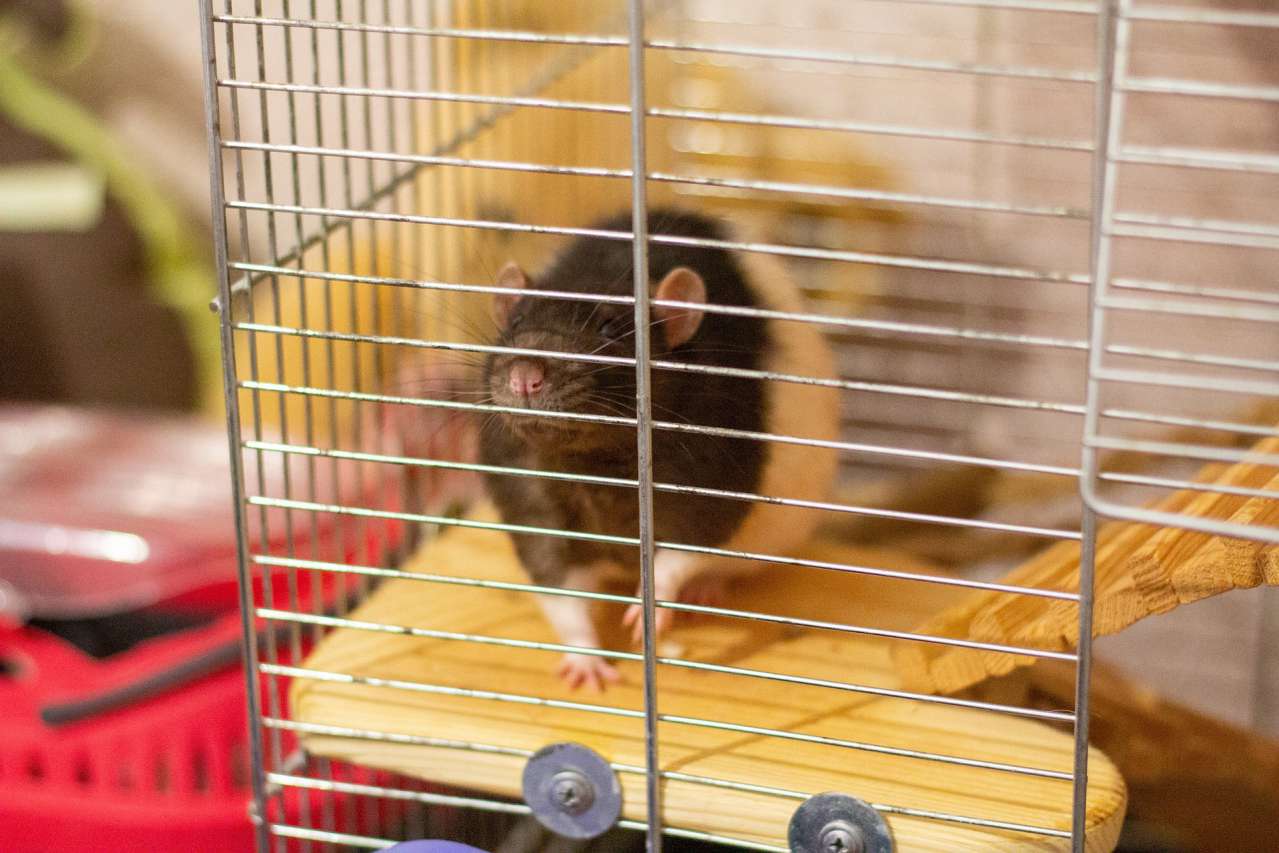 rat