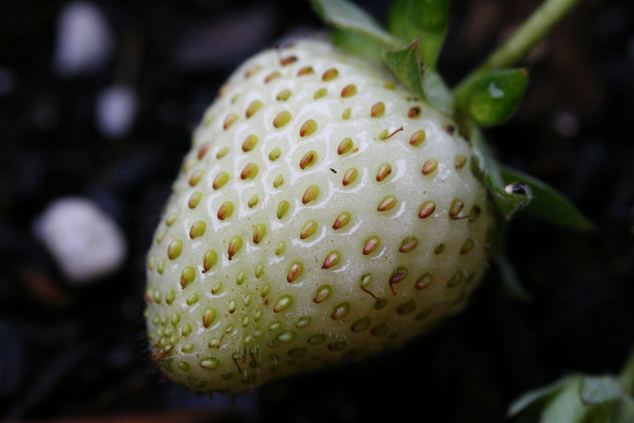 strawberries